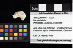 Foto (Objket + Etiketten) von Decapoda indet. 